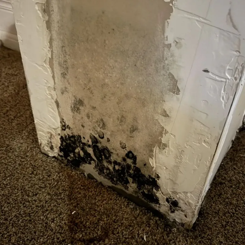 Professional Mold Removal in Clearlake, CA